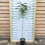 Albízia ružová (Albizia Julibrissin) ´OMBRELLA BOUBRI´® - výška 120-140 cm, kont.C5L